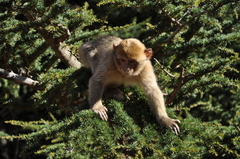 Macaca sylvanus