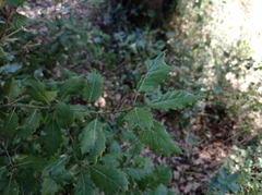 Quercus × cerrioides