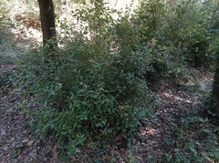 Quercus × cerrioides