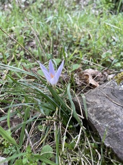 Crocus etruscus