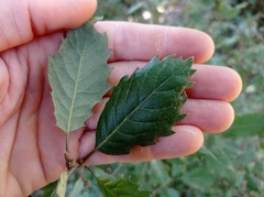 Quercus × cerrioides