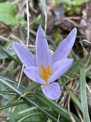 Crocus etruscus