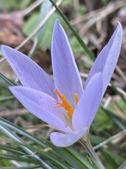 Crocus etruscus