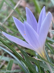 Crocus etruscus