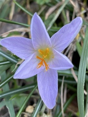 Crocus etruscus