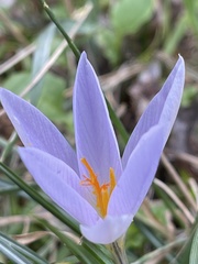 Crocus etruscus