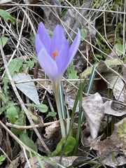 Crocus etruscus