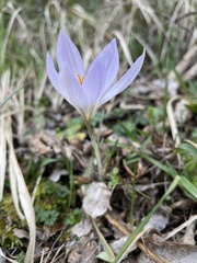 Crocus etruscus