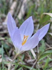 Crocus etruscus