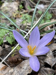Crocus etruscus