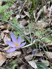 Crocus etruscus