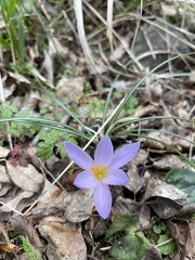 Crocus etruscus