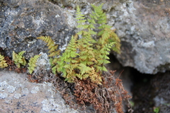 Woodsia caucasica