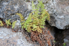 Woodsia caucasica
