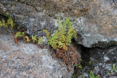 Woodsia caucasica