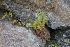 Woodsia caucasica