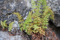 Woodsia caucasica