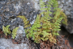Woodsia caucasica