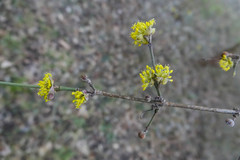 Cornus mas