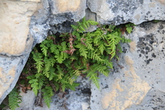 Woodsia caucasica
