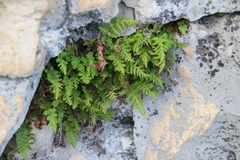 Woodsia caucasica