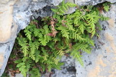 Woodsia caucasica