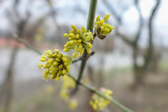 Cornus mas