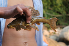 Hypostomus