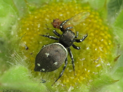 Heliophanus kochii