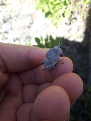 Ocnerodes fallaciosus