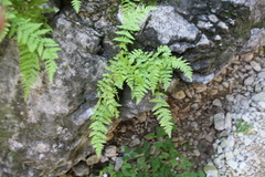 Woodsia caucasica