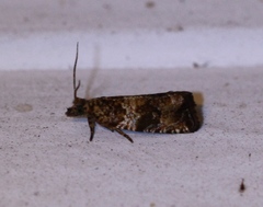 Olethreutes fasciatana