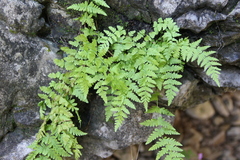 Woodsia caucasica