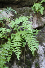 Woodsia caucasica