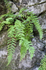 Woodsia caucasica
