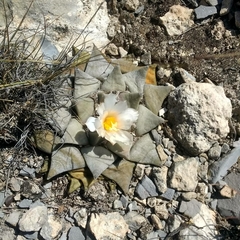 Ariocarpus retusus retusus