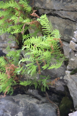 Woodsia caucasica