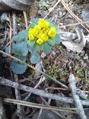 Chrysosplenium pilosum barbatum