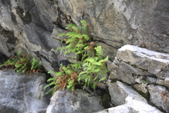 Woodsia caucasica