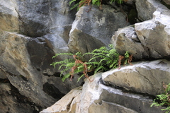 Woodsia caucasica