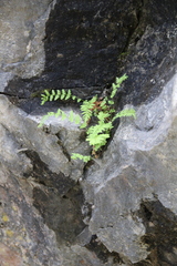 Woodsia caucasica