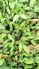 Persicaria hastatosagittata