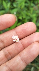 Persicaria hastatosagittata