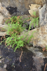 Woodsia caucasica