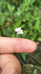 Persicaria hastatosagittata