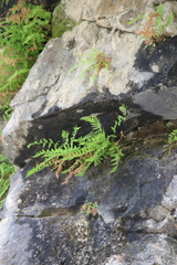 Woodsia caucasica