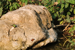 Marpesia furcula