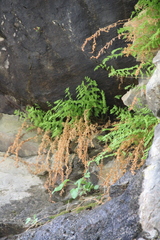 Woodsia caucasica