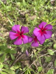 Phlox drummondii