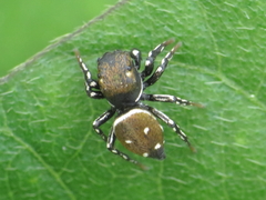 Heliophanus kochii